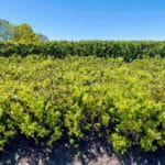 Entretien de haies : fréquence et bonnes pratiques