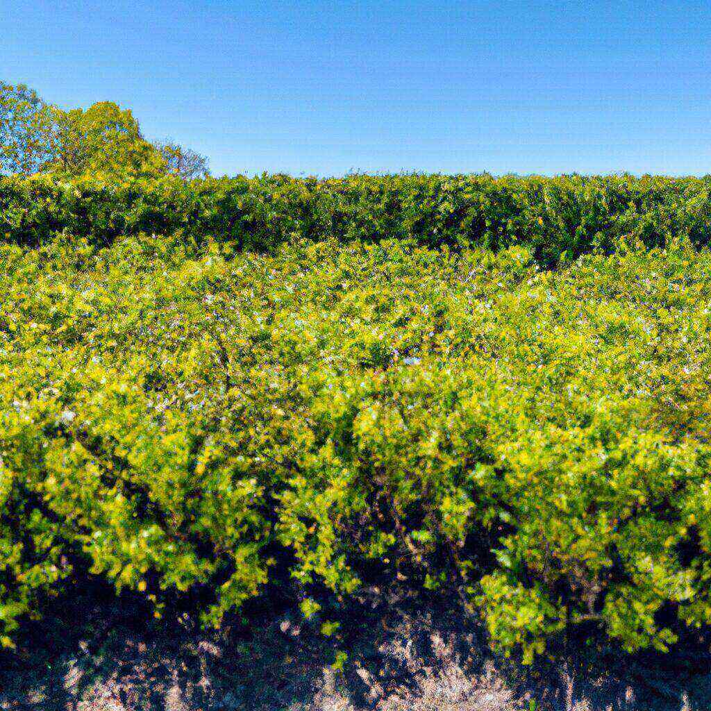 You are currently viewing Entretien de haies : fréquence et bonnes pratiques