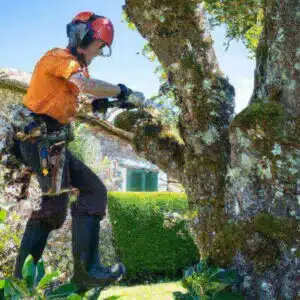 Lire la suite à propos de l’article Élagage décoratif : allier esthétique et sécurité