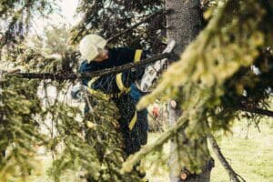 Élagage des pins maritimes en Gironde : spécialistes locaux pour des tailles maîtrisées