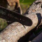 Élagage des grands arbres : nos techniques sécurisées en Gironde