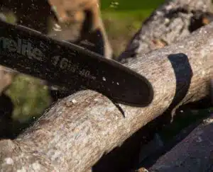 Élagage des grands arbres : nos techniques sécurisées en Gironde